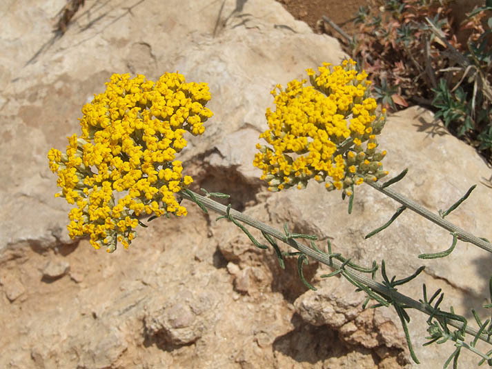 Aleppo yarrow
