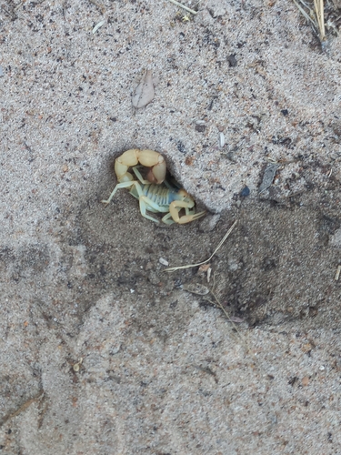 Rough Thicktail Scorpion
