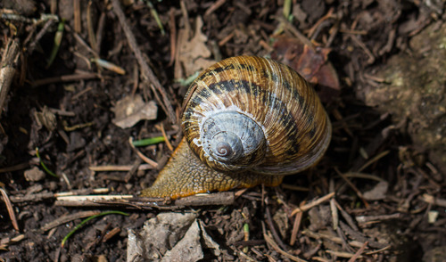 Humboldtiana fasciata
