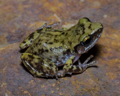 Rio Grande Chirping Frog