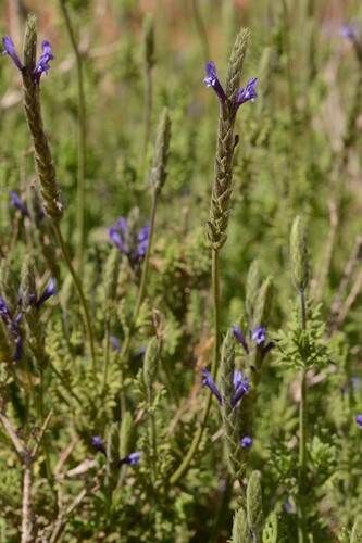 Lavandula mairei