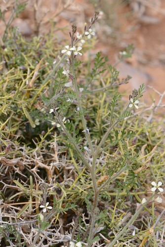 Ward's Weed