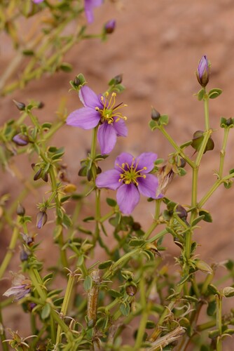 Fagonia harpago