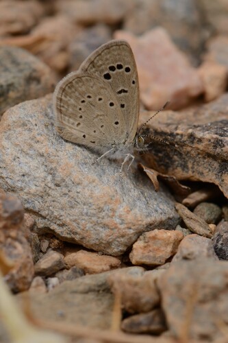 African Grass Blue