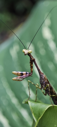 Xystropeltis
