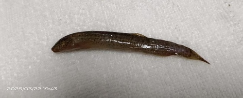Oriental Weatherfish