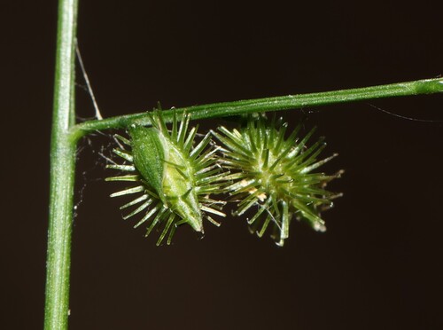 Pseudechinolaena polystachya