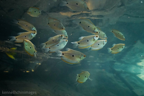 Three Spot Gourami