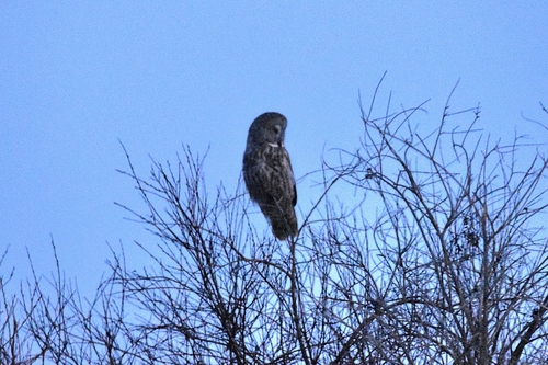 Great Gray Owl