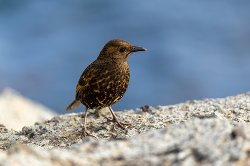 Turdus eremita