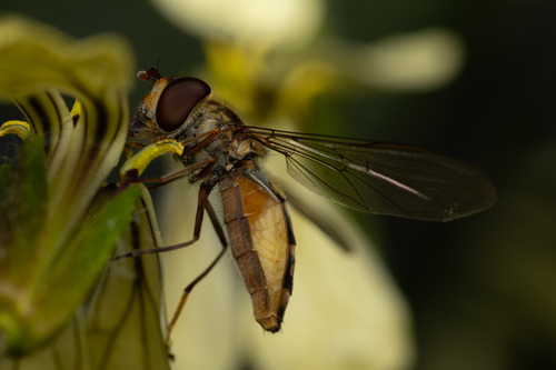 Episyrphus balteatus nuotrauka