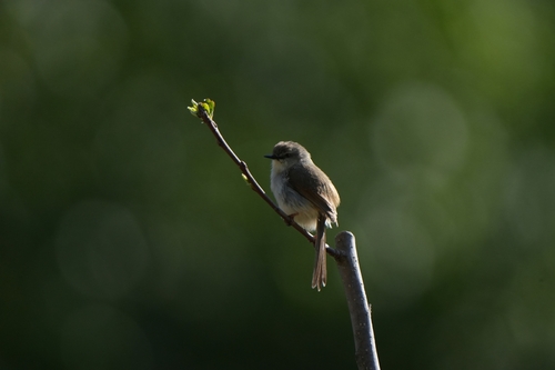 Gray-breasted Prinia