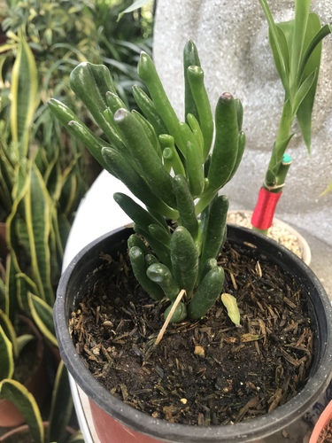 Tikrasis storlapis nuotrauka