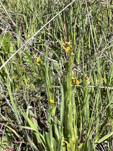 iNaturalist observation photo of Fiddlenecks