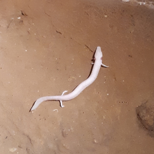 Bijela čovječja ribica (Proteus anguinus anguinus)
