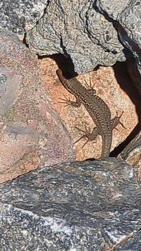 Southern Italian Wall Lizard