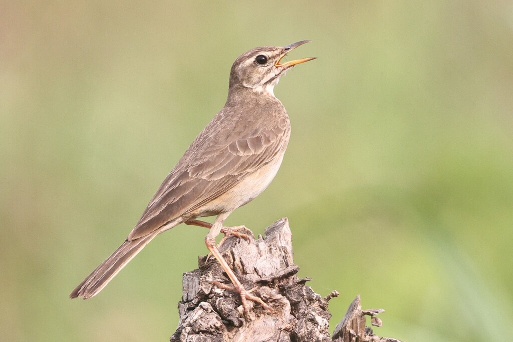 Plain-backed Pipit (Anthus leucophrys) photo