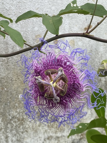 crato passionvine