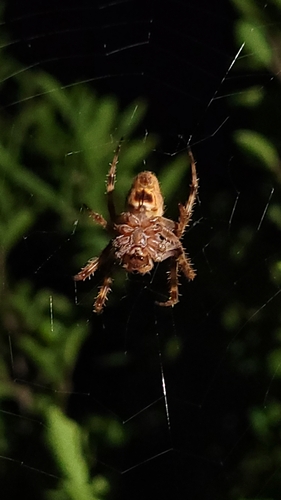 Eriophora edax