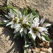 Colchicum palaestinum - Photo (c) Ori Fragman-Sapir, todos os direitos reservados, uploaded by Ori Fragman-Sapir