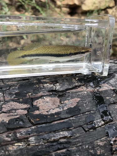Blackspotted Topminnow
