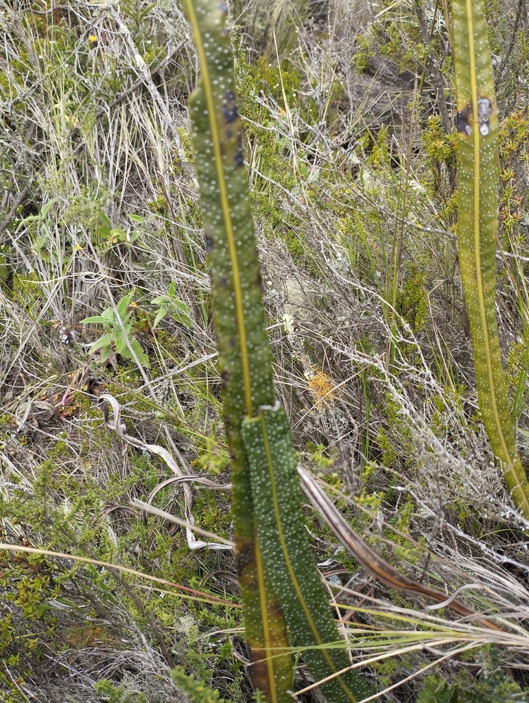 Calaguala