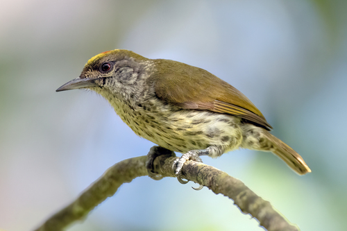 Antillean Piculet