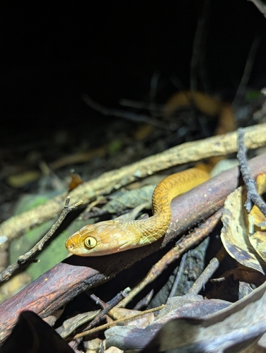 Brown Tree Snake sighting