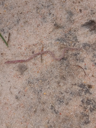 Western Thread Snake