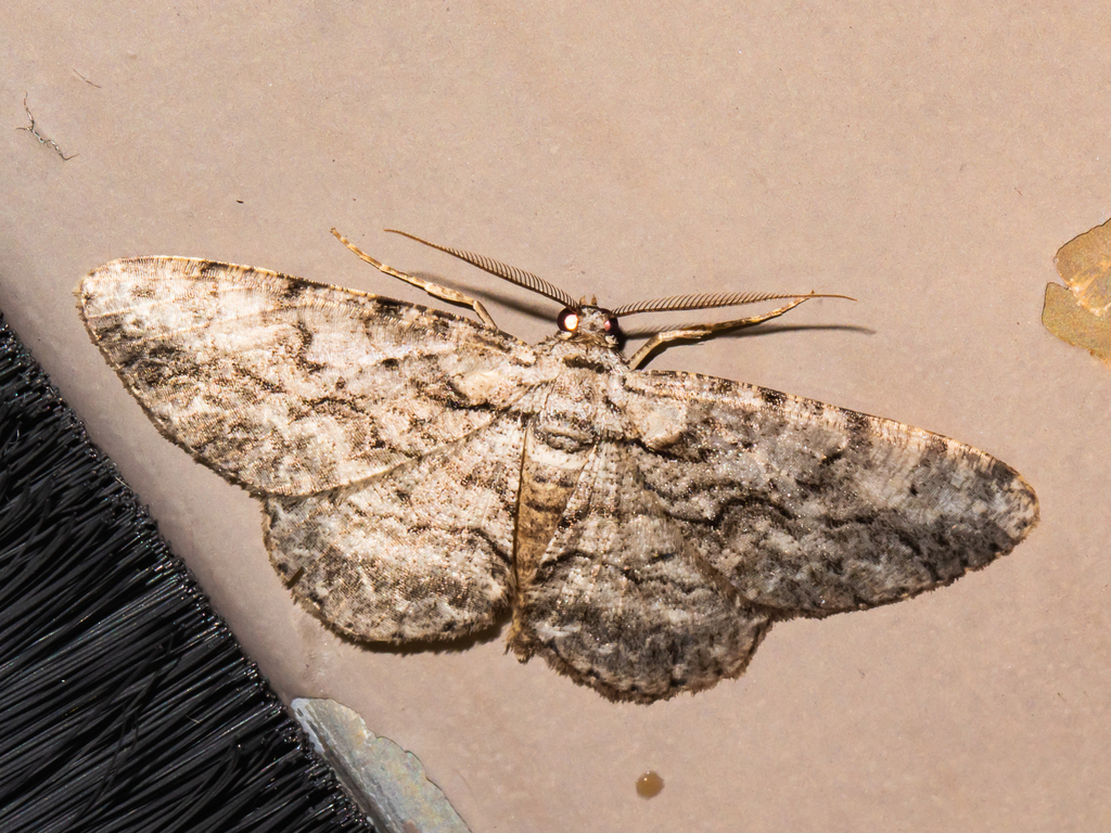 Common Gray from Patuxent Research Refuge, Anne Arundel, Maryland ...