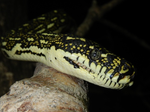 Diamond Python sighting