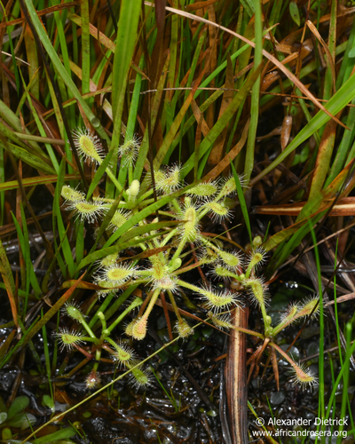 Drosera curvipes