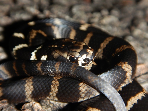 Stephens' Banded Snake sighting
