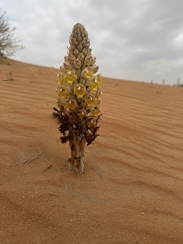 desert hyacinth