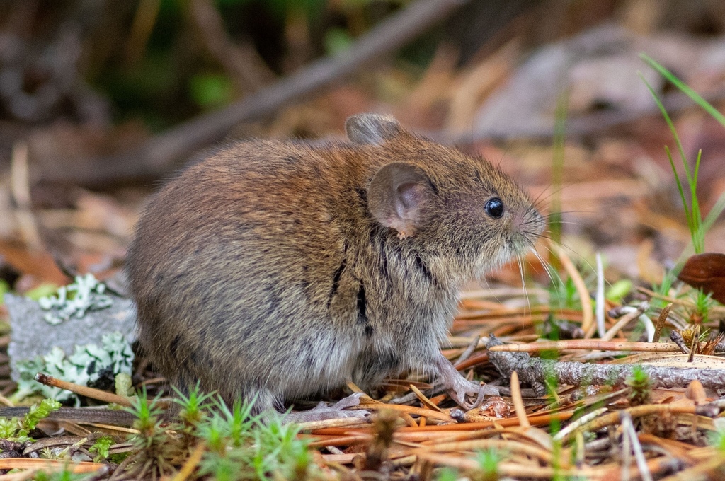 Southern Red-backed Vole From Saint-Simon, Saint-Simon, QC, CA On ...