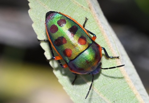 Calidea humeralis