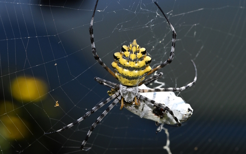 Common Garden Orbweb Spider