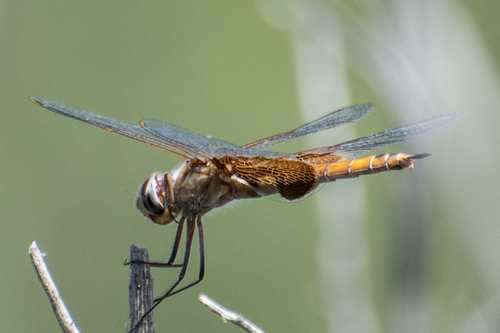 iNaturalist observation photo of Red Saddlebags