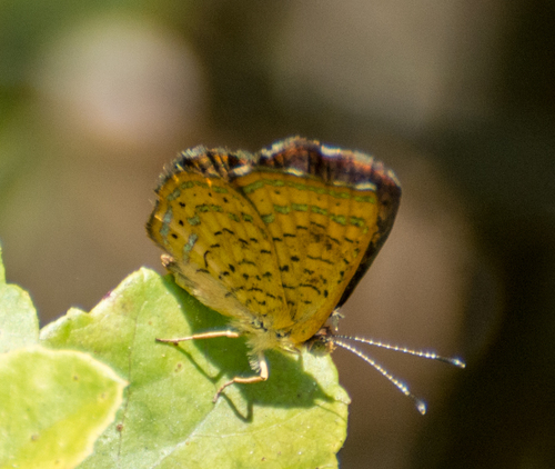 iNaturalist observation photo of Fatal Metalmark