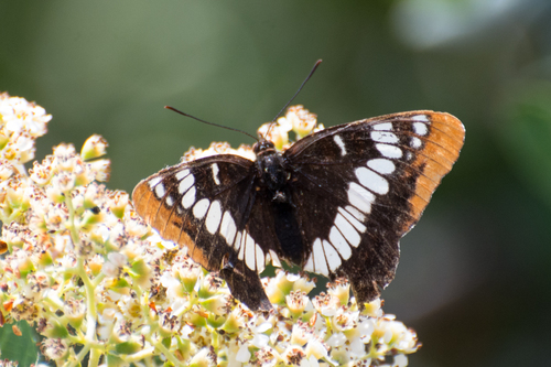 iNaturalist observation photo of Lorquin's Admiral