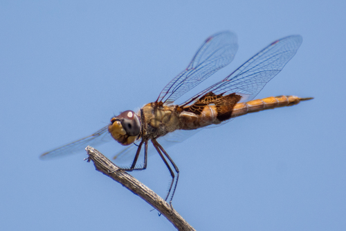 iNaturalist observation photo of Red Saddlebags
