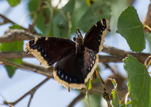 iNaturalist observation photo of Mourning Cloak