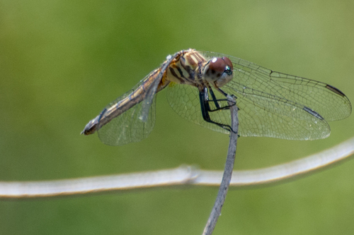 iNaturalist observation photo of Blue Dasher