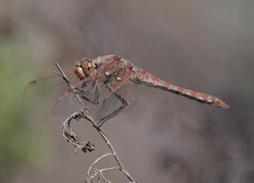 iNaturalist observation photo of Variegated Meadowhawk