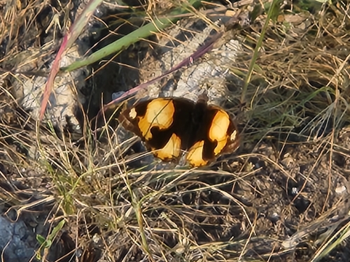 African Yellow Pansy