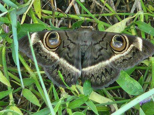 Creamstriped Owl