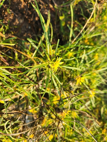 Common Vomitdaisy