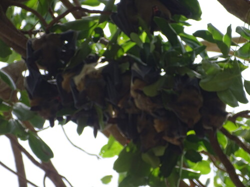 Straw-coloured Fruit Bat