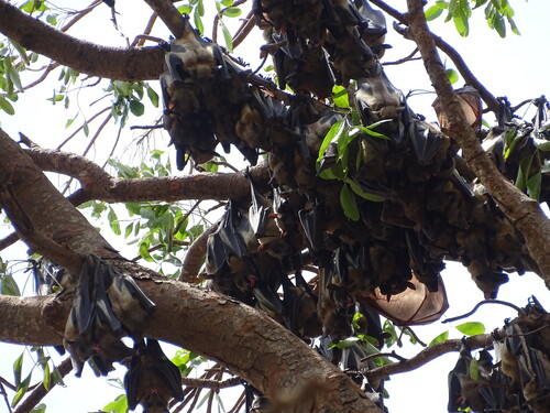 Straw-coloured Fruit Bat