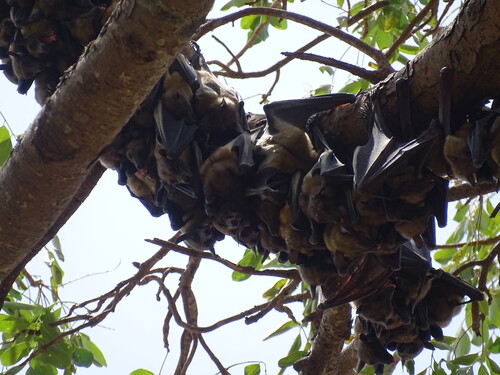 Straw-coloured Fruit Bat